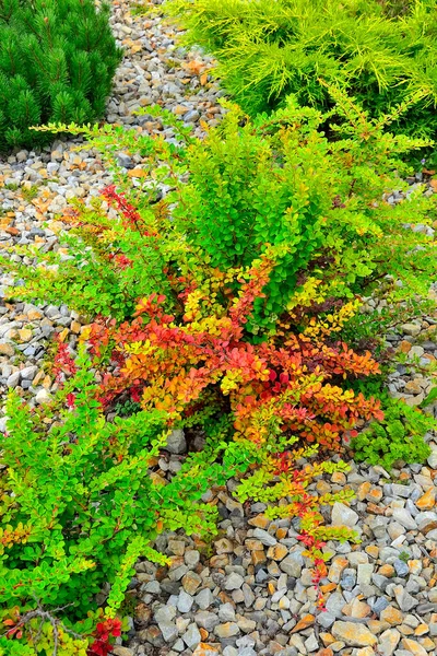 Pěstební Thunbergs Barberry Berberis Thunbergii Powwow Skalnaté Zahradě Jasné Ozdobné — Stock fotografie