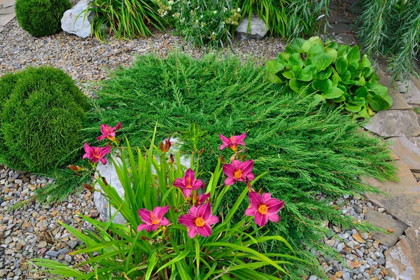 Hermosa Flor Rosa Día Lirio Hemerocallis Cerca Jardín Pedregoso Verano —  Fotos de Stock