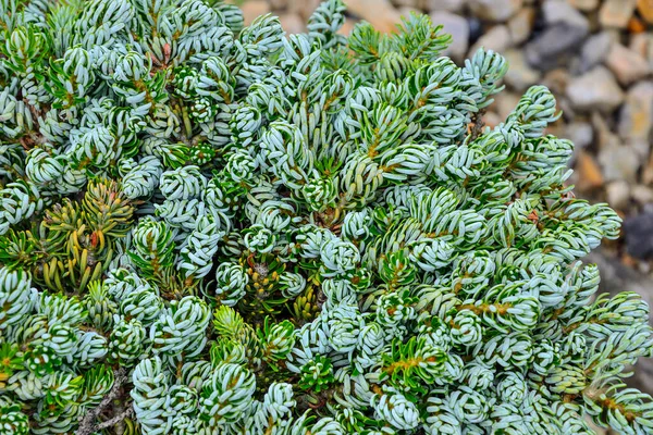 Dwarf Coniferous Evergreen Plant Korean Fir Kohouts Icebreaker Abies Koreana — Stock Photo, Image