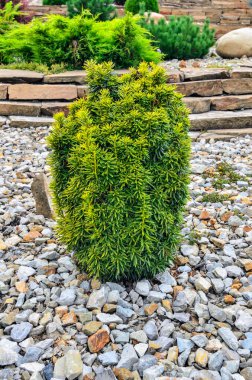 Cüce Japon porsuğu (Taxus cuspidata) çeşitli yeşillik tarımı olan 'Cüce Parlak Altın' - sarı kenarlı yeşil yapraklar. Bahçe ve manzara tasarımı için güzel bir süs bitkisi. Seçici odak
