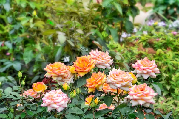 Hermosas Flores Color Rosa Amarillo Sobre Fondo Borroso Del Jardín — Foto de Stock