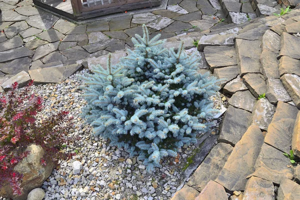 Glauca Globosa Красива Декоративна Вічнозелена Хвойна Рослина Садівництва Ландшафтного Дизайну — стокове фото