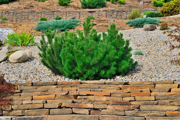 Карликове Боснянське Соснове Дерево Pinus Leucodermis Декоративне Підкреслення Вічнозеленої Хвойної — стокове фото