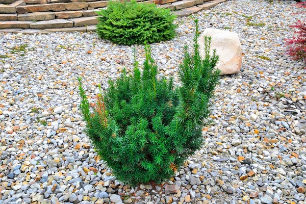 Photo Young Plant Hicks Yew Taxus Hicks Ornamental Perennial Evergreen — Stock Photo, Image