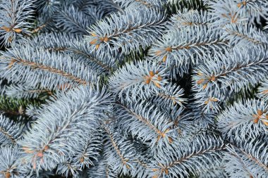 Mavi ladin dallarıyla doğal desenli botanik arka plan. Güzel Noel arkaplanı - mavi köknar ağacı dalları kapanıyor. Doğanın güzelliği konsepti. Seçici odak