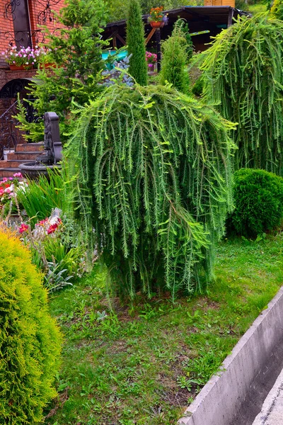 Ornamental Coniferous Tree Weeping Larch Larix Decidua Pendula Garden Landscape — Stock Photo, Image