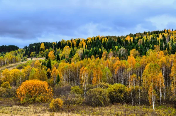 Paysage Automne Lumineux Multicolore Forêt Sur Colline Dans Une Décoration — Photo
