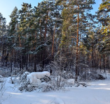 Aydınlık kış gününde karlı çam ormanlarının peri masalı. Çalılıklarda bir kar yağışı ormandaki bir ormanda uyuyan büyük bir kutup ayısına benzer. Doğanın güzelliği mevsimsel konsept
