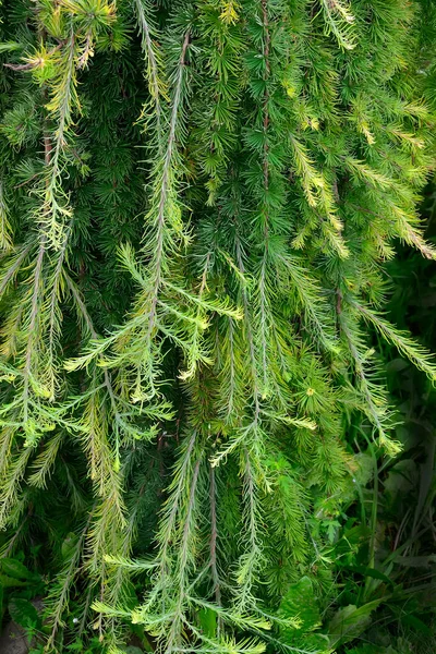 Soft Fluffy Branches Ornamental Coniferous Tree Weeping Larch Larix Decidua — Stock Photo, Image