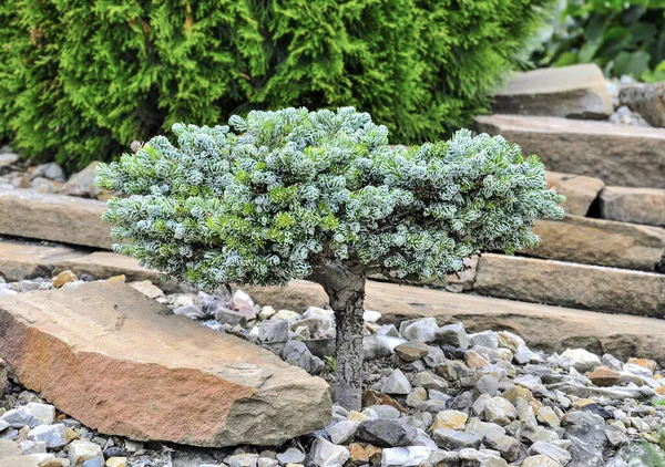 Dwergnaaldboom Groenblijvende Plant Korean Fir Kohouts Icebreaker Abies Koreana Steenachtig — Stockfoto