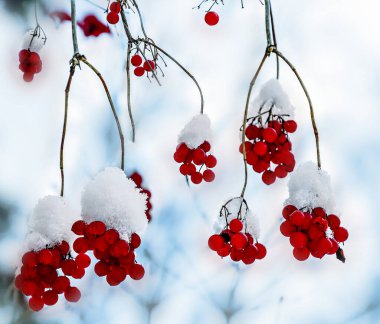 Karla kaplı Viburnum kırmızı böğürtlen. Kış ormanlarının parlak süslemesi ve kışı geçiren kuşlar için yem. Soğuk bir gün, karda mavi gölgeler. Ormanın Noel süsü. Seçici odak