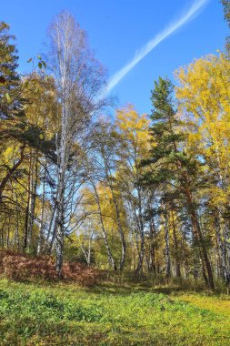 Sonbahar ormanı yakınlarında yeşil çimenli, renkli parlak yapraklı bir çayır. Sıcak ve güneşli bir günde, Altın huş ağacının manzarası. Sonbahar paleti ve doğanın güzelliği