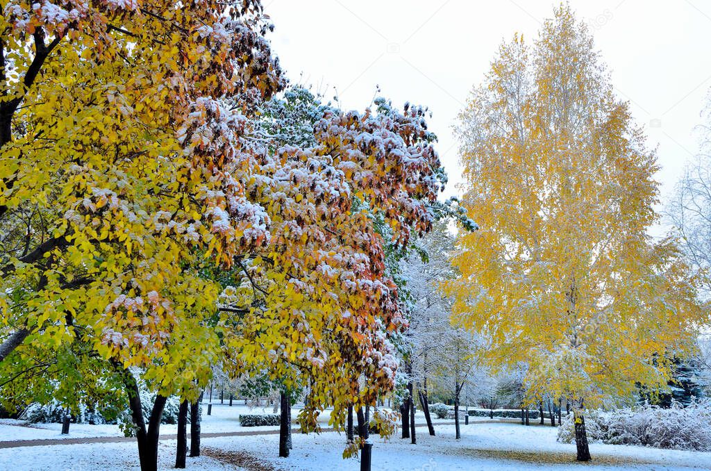 First snowfall in colorful autumn city park. White fluffy snow covered golden, red, green trees and bushes foliage. Change of seasons - fairy tale of winter beginning. Snowy morning landscape