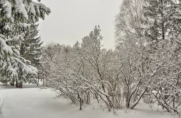 Belleza Del Paisaje Invernal Parque Nevado Ciudad País Las Maravillas — Foto de Stock