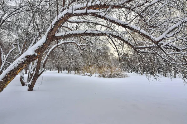 Beauté Paysage Hivernal Dans Parc Enneigé Soir Pays Des Merveilles — Photo