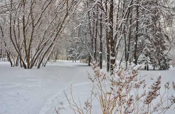 Красота Зимнего Пейзажа Снежном Городском Парке Чудеса Белым Снегом Хриплыми — стоковое фото