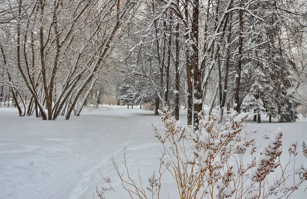 Beauté Paysage Hivernal Dans Parc Urbain Enneigé Pays Des Merveilles — Photo