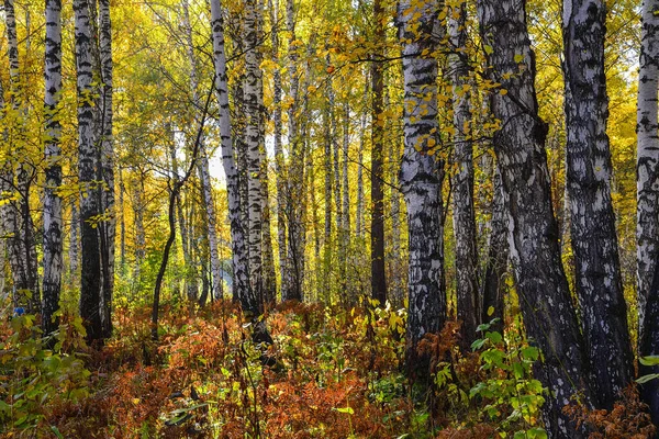 Beautiful Romantic Landscape Golden Leaves Birch Trees Autumn Forest Season — Stock Photo, Image