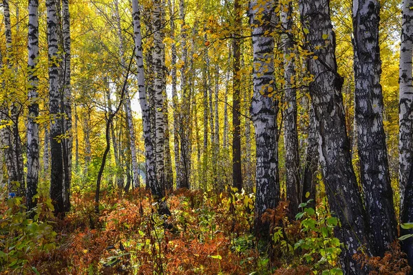 Paisagem Romântica Bonita Com Folhas Douradas Bétulas Estação Floresta Outono — Fotografia de Stock