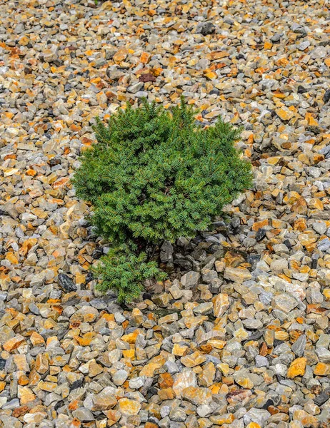 Closeup Dwarf Spruce Picea Abies Cultivar Dan Dwarf Garden Landscape — Stock Photo, Image