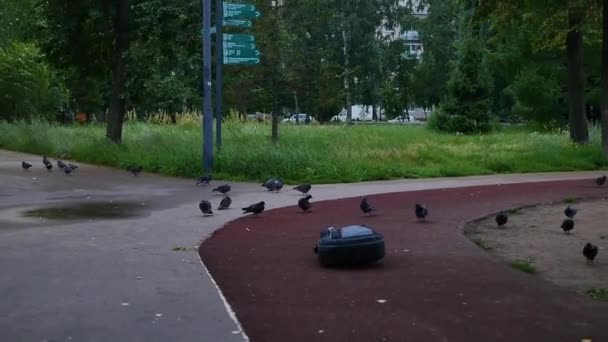 Flock Fåglar Parken Ligger Gitarren — Stockvideo