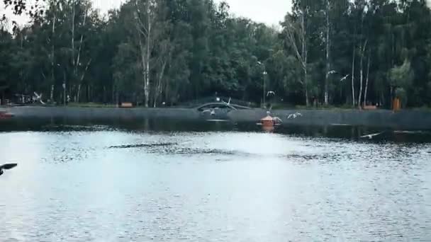 Flock Fåglar Flyger Över Damm Parken — Stockvideo