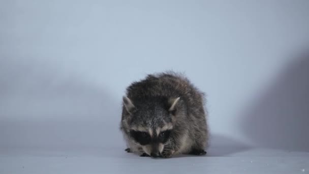 Raccoon Jedzenia Rąk Białe Tło — Wideo stockowe