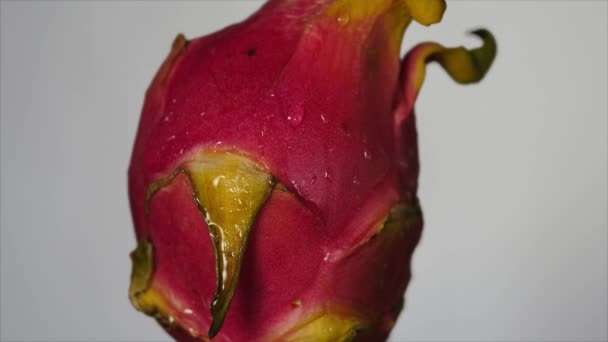 Ένα Μεγάλο Ροζ Υγρό Δράκος Φρούτα Pitaya Pitaτο Σταγόνες Νερού — Αρχείο Βίντεο