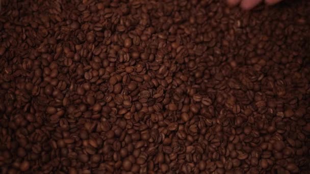 Kahverengi Kavrulmuş Kahve Çekirdekleri Yakın Çekim Bir Adamın Eli Onları — Stok video