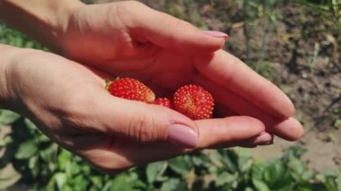 Güzel kadının cupped elleri açılıyor ve birkaç büyük kırmızı çilek gösteriyor. Bahçedeyiz. Yaz mevsimindeyiz, hava sıcak ve rüzgarlı..