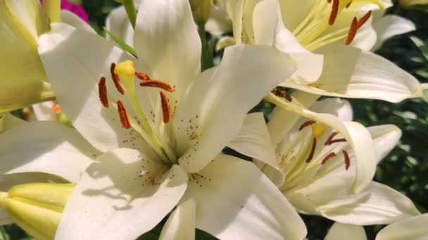 Beautiful Big White Lilies Blooming Sun Garden Summer Weather Nice — Stock Video
