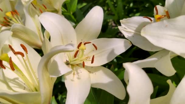 Big White Lilies Swaying Wind Garden Summer Weather Nice Windy — Stock Video