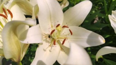 Renkli bir arı büyük bir beyaz zambak içinde polen arıyor. Yaz mevsimindeyiz; Güneş parlıyor. Biz yukarıdan böcek ve açık çiçek lookong vardır.