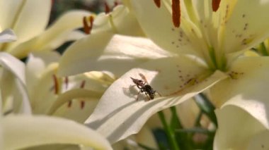 Bir arı büyük beyaz bir zambak yaprağı üzerinde polen arıyor. Ekstra yakın çekim. Doğal aydınlatma.