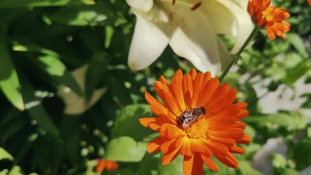 Färgstark Bee Söker Pollen Ljust Orange Ringblomma Bredvid Stor Vit — Stockvideo