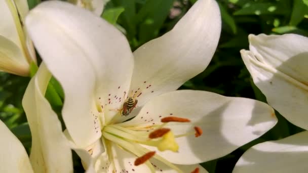 Une abeille colorée cherche du pollen à l'intérieur d'un énorme lis blanc .