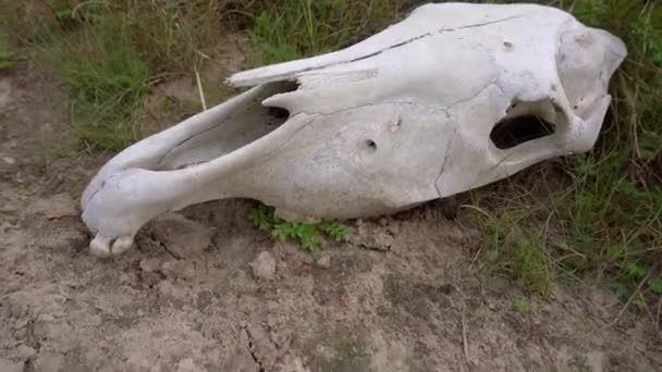 Een Grote Witte Paard Schedel Leggen Grond Ondersteboven — Stockvideo