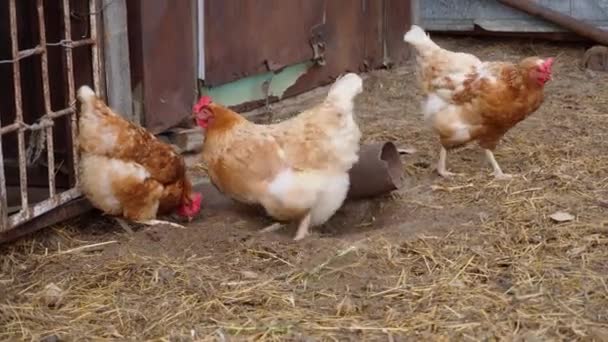 Tre Galline Brune Stanno Cercando Dei Vermi Vicino Alla Recinzione — Video Stock