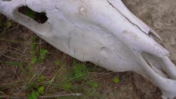 Big White Horse Skull Laying Ground Close — Stock Video