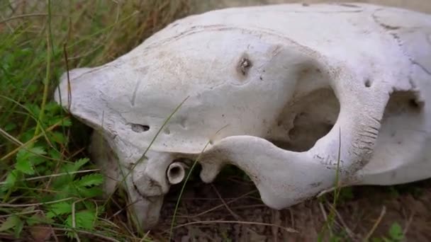 白い馬の頭蓋骨が野生のイチゴの葉に横たわっている クローズ アップ — ストック動画