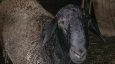 Ahırda bir kara koyun görebiliyoruz. Çiftlik hayvanı gözleriyle yanıp sönüyor ve nefes alıyor..