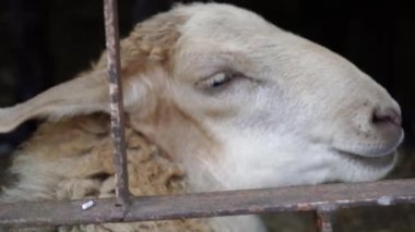 Beyaz bir koyun namlusunu görebiliyoruz. Çiftlik hayvanı lezzetli bir şey çiğniyor..