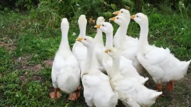 Bir Grup Beyaz Kaz Saman Yeşil Çimenlerin Üzerinde Duruyor Etrafa — Stok video