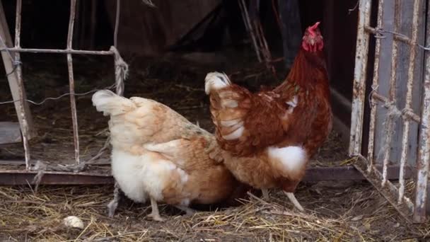 Ein Haufen Weißer Gänse Steht Auf Dem Heu Und Dem — Stockvideo