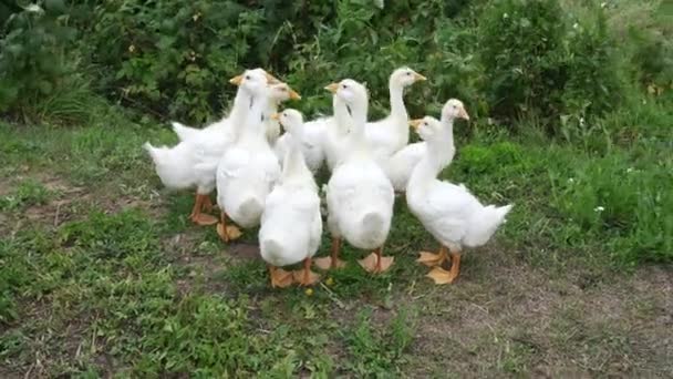 Bunch White Geese Standing Hay Green Grass Looking Shaking Tales — Stock Video