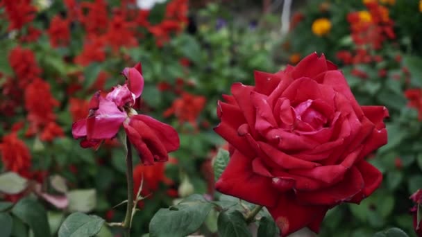 Duas Rosas Vermelhas Estão Crescendo Jardim Está Florescendo Outro Está — Vídeo de Stock