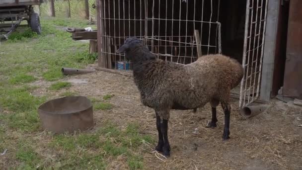 Siyah Kahverengi Bir Koyun Bahçede Büyük Bir Kafesin Yanında Duruyor — Stok video