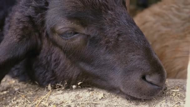 Een Zwarte Schaap Heeft Zijn Snuit Een Houten Fense Gezet — Stockvideo