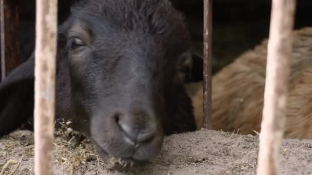 Can See Snout Black Sheep Farm Animal Putting Its Muzzle — Stock Video