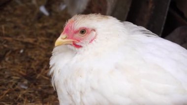 Beyaz bir hen, çitin arkasına tüneyor. Boynunu esniyor ve bize bakıyor..